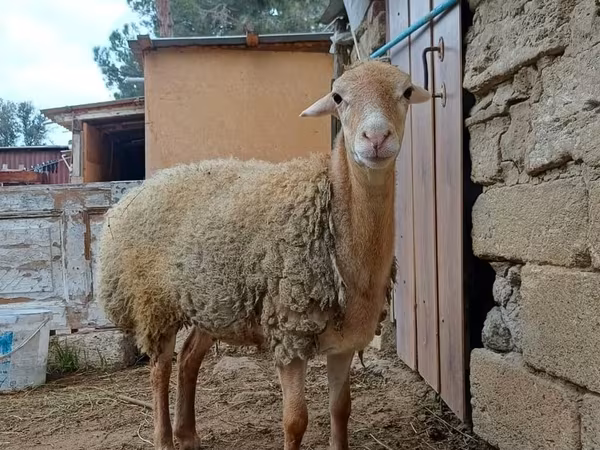 Brebis, Moutons