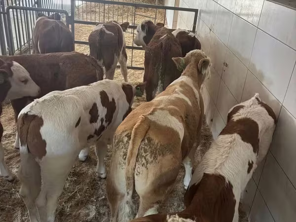 황소, Simmental cattle