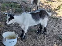Billy Goat, Goats — photo 1