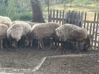 Pecora, Pecore — foto 5
