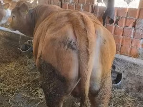 Bou, Vaca Limousine