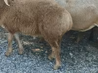 Beran, Arashan sheep — foto 4