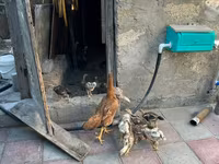 Chickens — foto 3