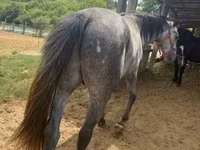 Hingst, Heste — foto 2