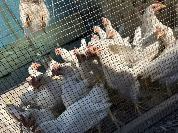 Chickens