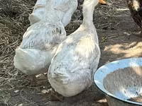 Ducks — 写真 2