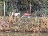 แพะตัวเมีย, Saanen goat — รูปภาพ 7