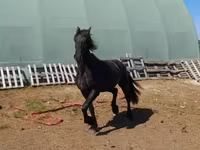 母马, Friesian — 照片 4