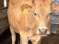 Lo’, Swiss cattle — sawirka 1