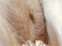 Буз, Saanen goat — акс 2