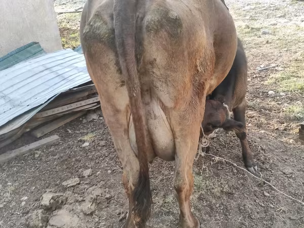 วัวตัวเมีย, Swiss cattle