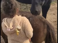 Kısrak, Appaloosa — foto 2