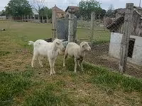قوچ, Merino sheep — عکس 3