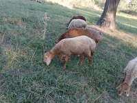แกะตัวผู้, Arashan sheep — รูปภาพ 1