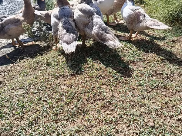 Ducks