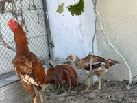 Chickens — foto 1