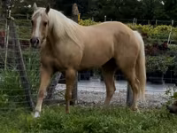 فرس, Quarter Horse — الصورة 1