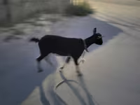 Koza, Alpine goat — zdjęcie 3