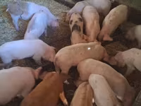 Babi betina, Дюрок — foto 8