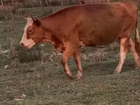 Vaca, Latvian Blue cattle — foto 2