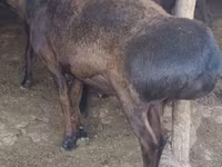 แกะตัวผู้, Hissar sheep — รูปภาพ 1