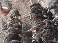 برنزی — عکس 1