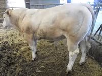 Bull, Blonde d’Aquitane cattle — photo 4