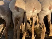Owca, Arashan sheep — zdjęcie 4