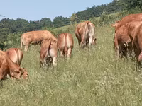 ወንድ በሬ, Limousin cow — ፎቶ 3