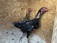 Chickens — 사진 7
