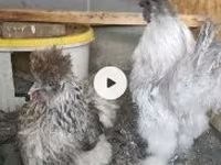 Chickens — الصورة 3