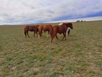 ม้าตัวเมีย, Kazakh horse — รูปภาพ 4