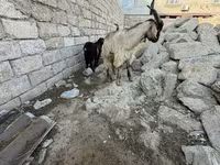 بز نر, بز — عکس 3