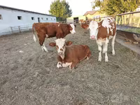 Krava, Simmental cattle — foto 1