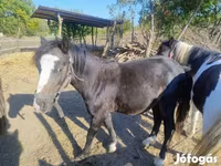 Kuda jantan, Horses — foto 4