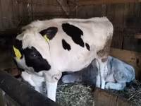 Kuh, Russian Black pied cattle — Foto 3