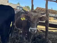 Bulle, Simmental cattle — Foto 5
