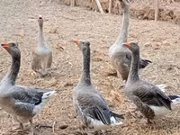 Geese — Foto 8