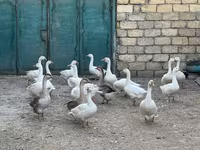 Geese — fotografija 1
