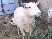 Kambing jantan, Romanov sheep — foto 1