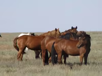 Kuda betina, Kazakh horse — foto 2