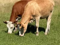 วัวตัวเมีย, Simmental cattle — รูปภาพ 1