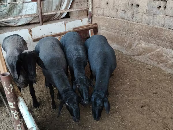 كبش, Rhon sheep