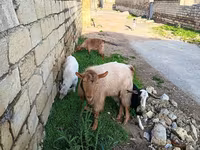 Capră, Capre — foto 1