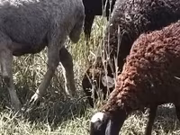雌羊, Romanov sheep — 写真 4