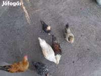 Japonský bantam — foto 2