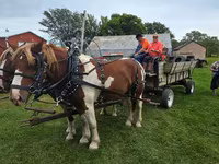 Koń, Pinto horses — zdjęcie 3