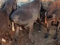 Ram, Sheep — photo 2