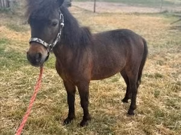 Horse (M), Horses — Hungary