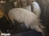 خوک ماده, خوک — عکس 7